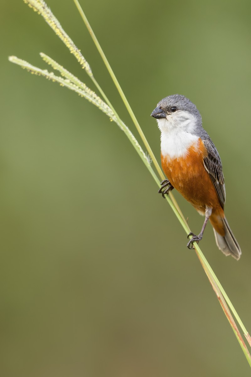 Marsh Seedeater - ML620159501