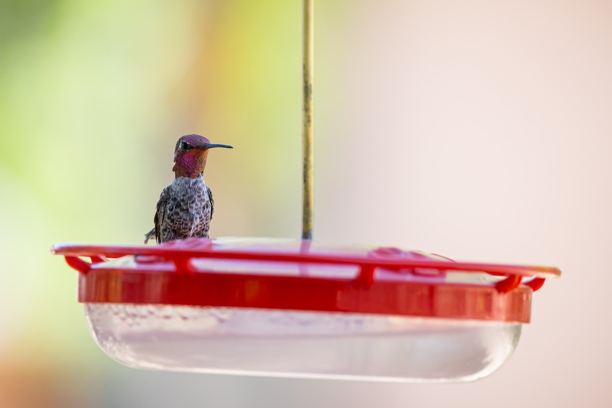 Anna's Hummingbird - ML620159502