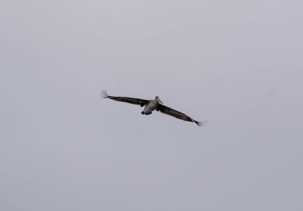 pelikán hnědý - ML620159515