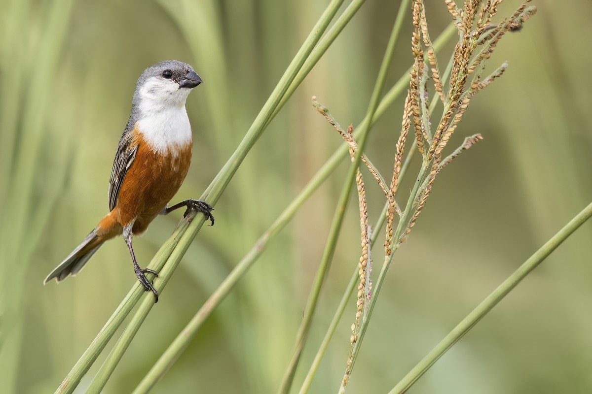 Marsh Seedeater - ML620159516