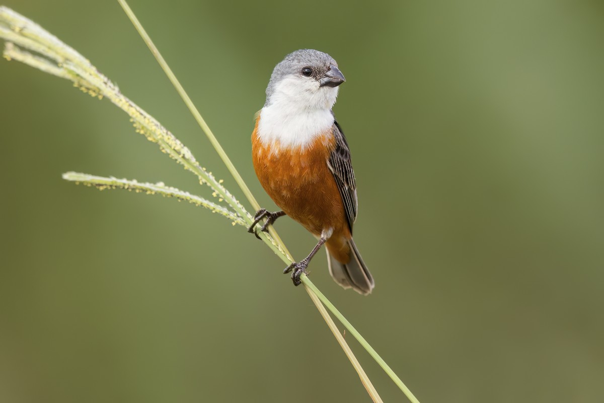 Marsh Seedeater - ML620159520