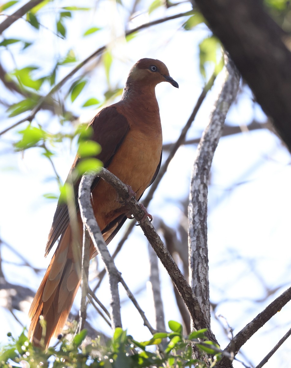 Brown Cuckoo-Dove - Tony Ashton