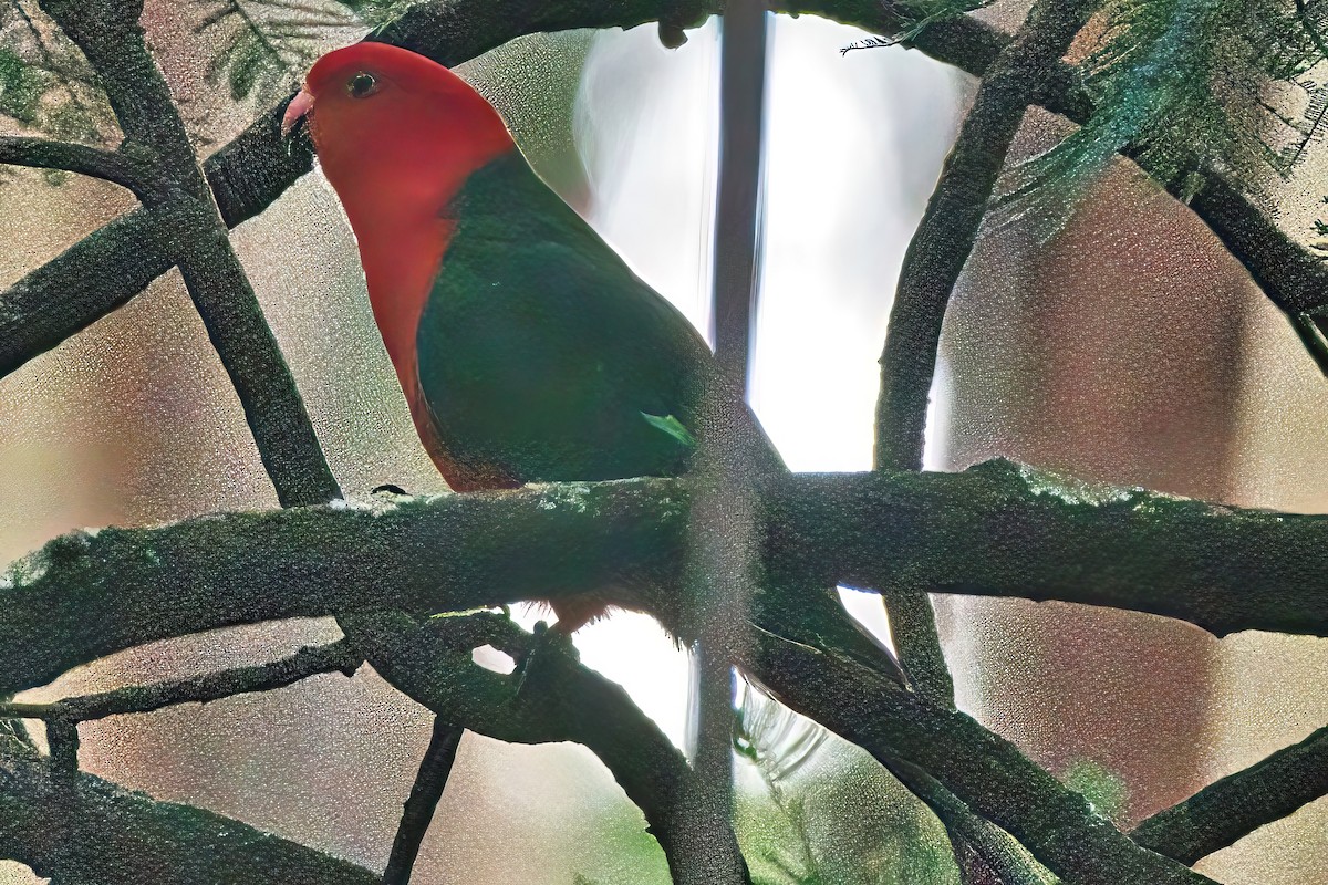 Australian King-Parrot - ML620159535