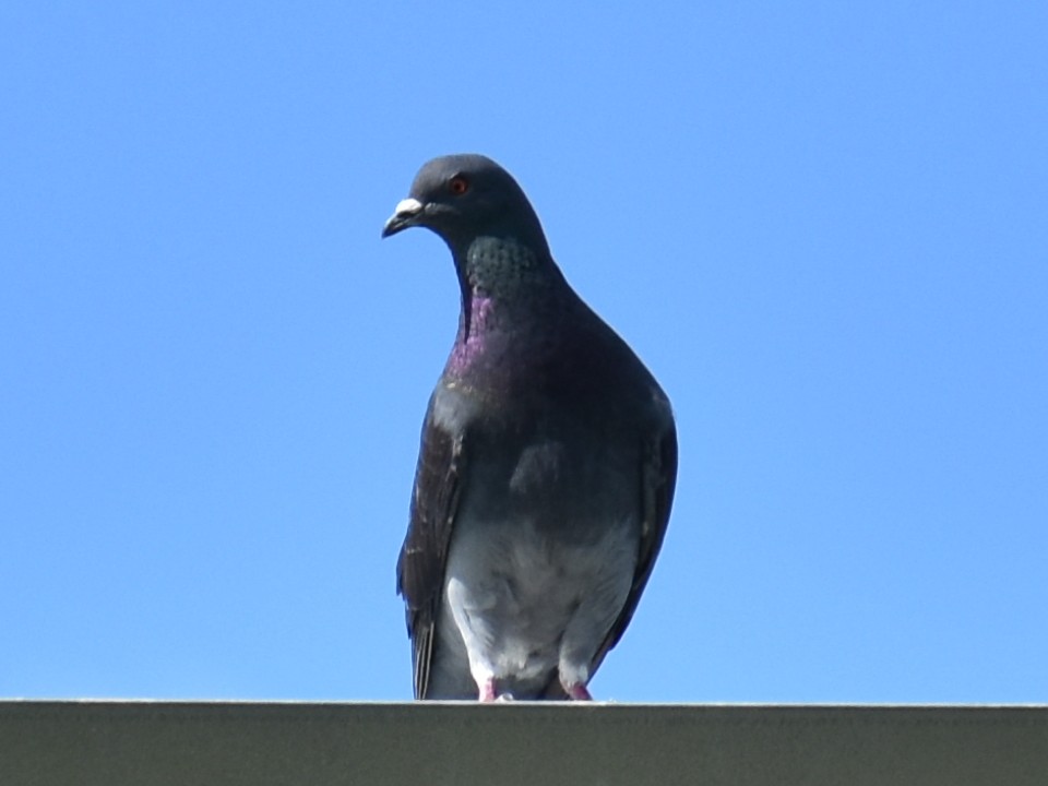 Rock Pigeon (Feral Pigeon) - ML620159542