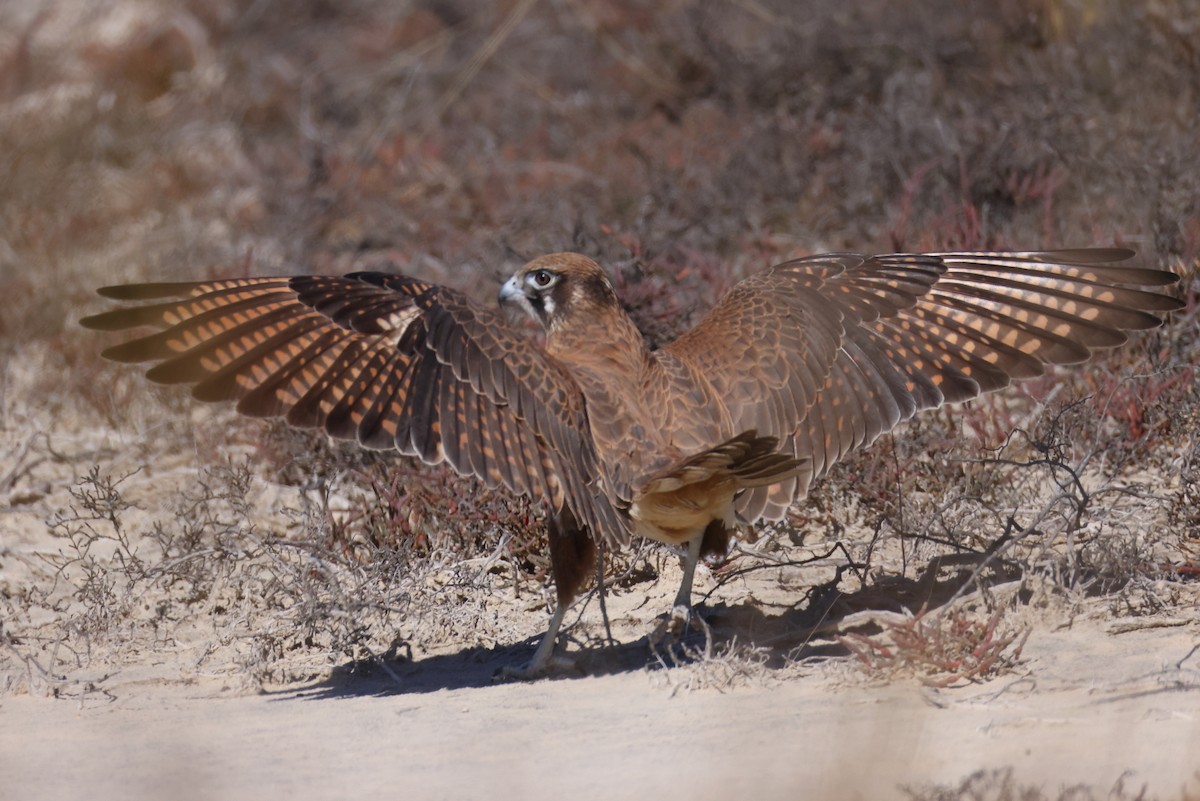 Brown Falcon - ML620159544