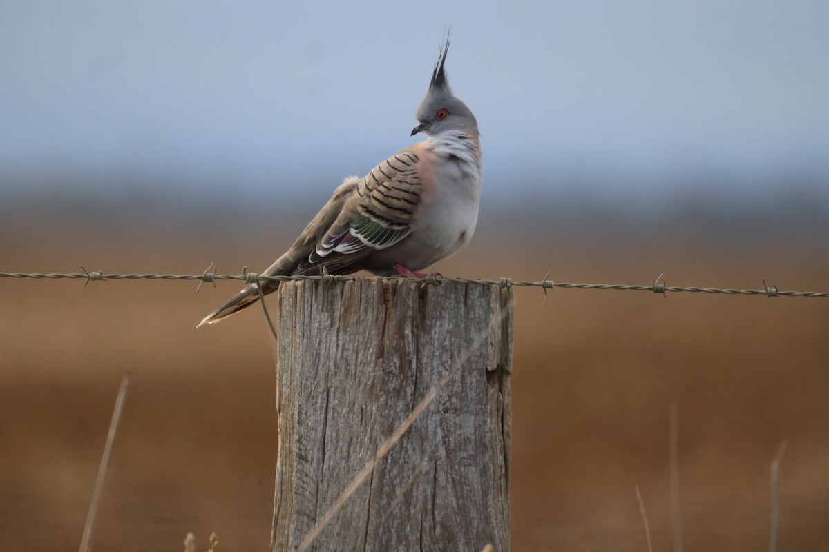 Crested Pigeon - ML620159549