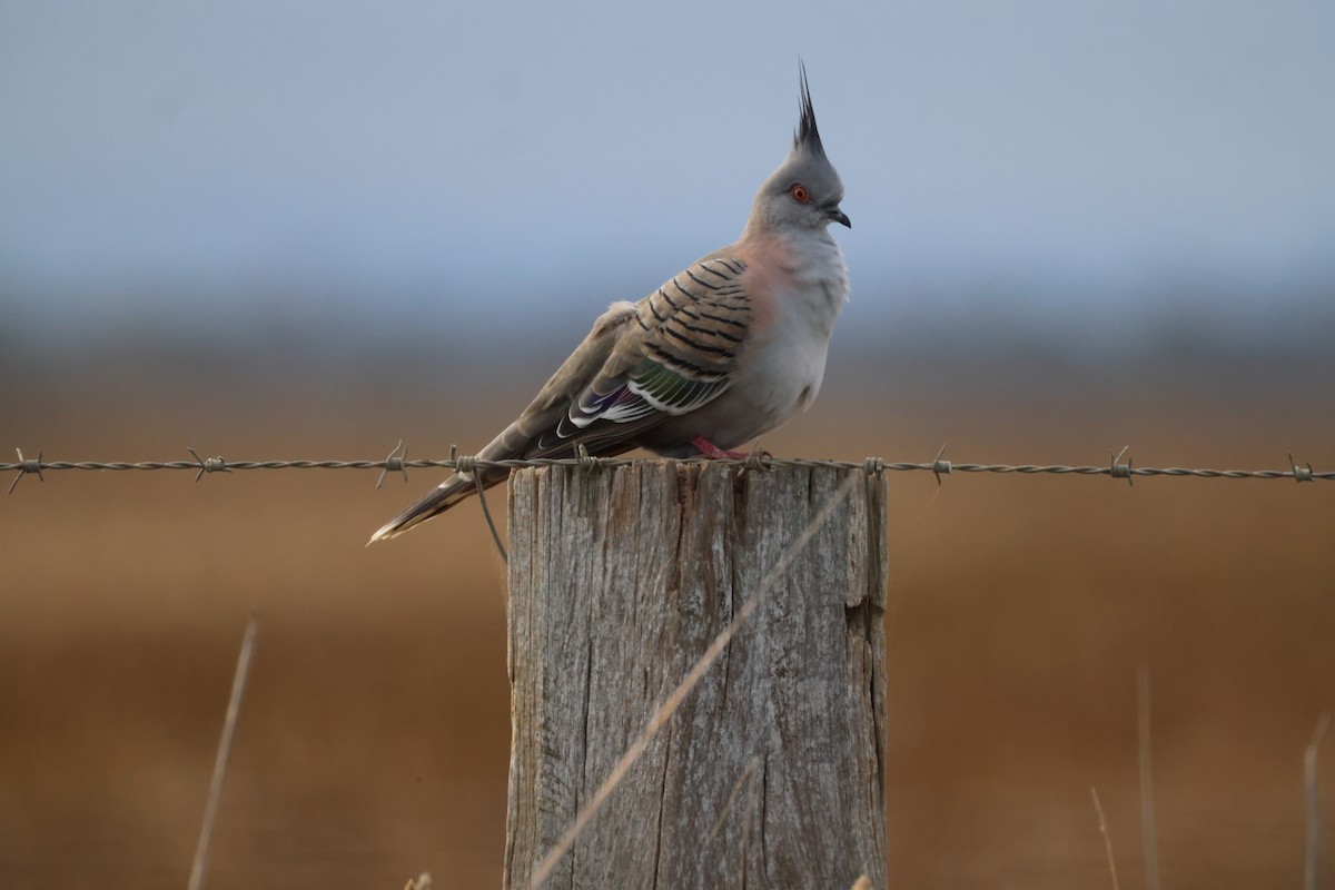 Crested Pigeon - ML620159551