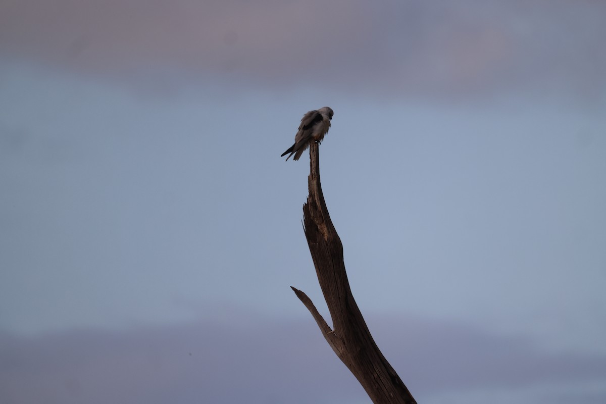 Black-shouldered Kite - ML620159556