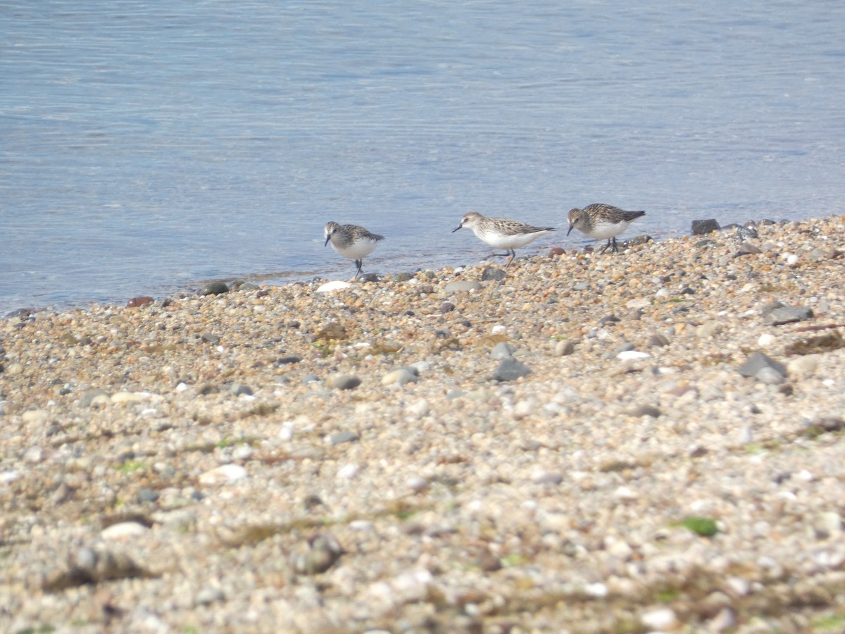 Semipalmated Plover - ML620159566