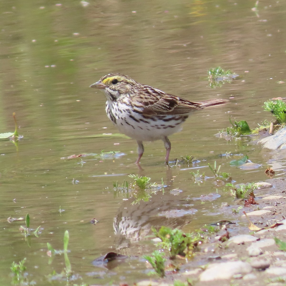 Savannah Sparrow - ML620159568