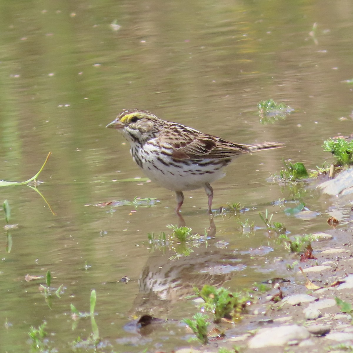 Savannah Sparrow - ML620159571