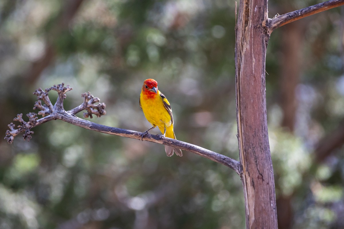 Western Tanager - ML620159585