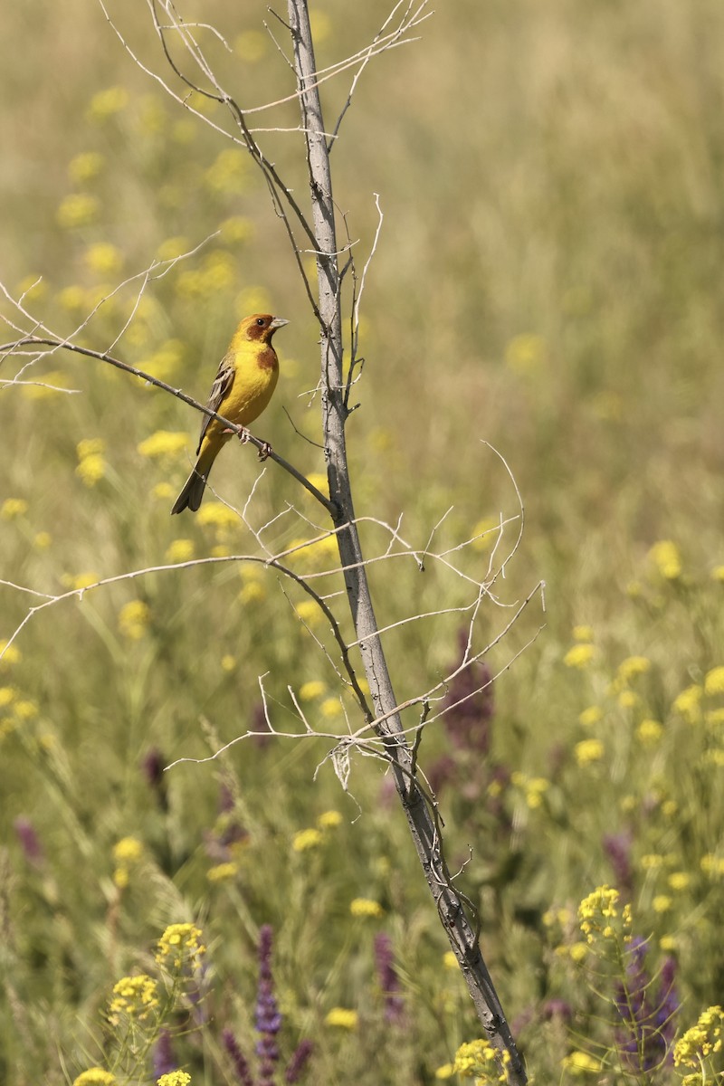Red-headed Bunting - ML620159593