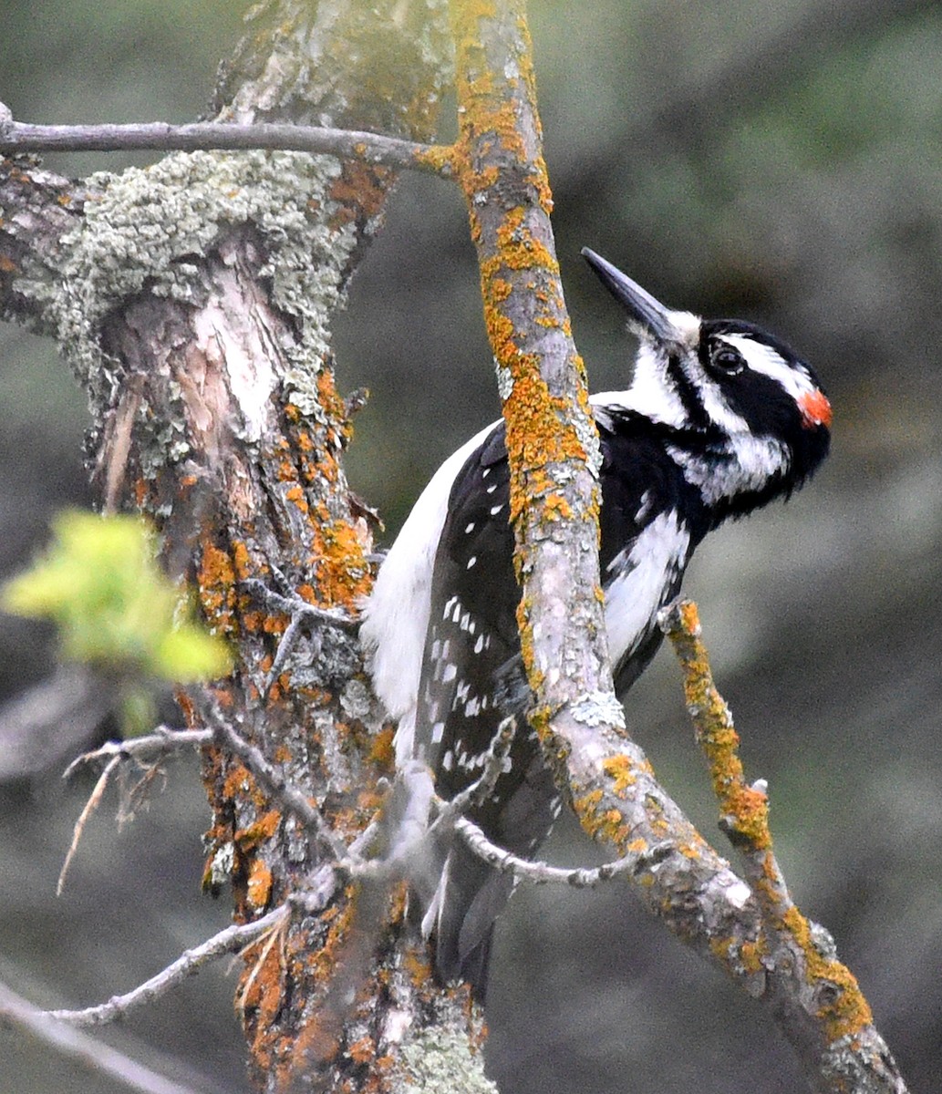 Hairy Woodpecker (Rocky Mts.) - ML620159609