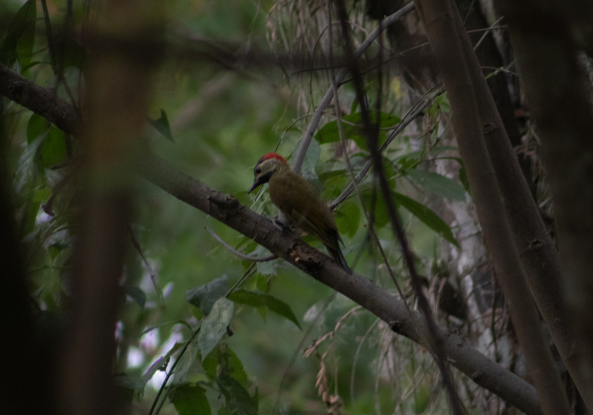 Golden-olive Woodpecker - ML620159618