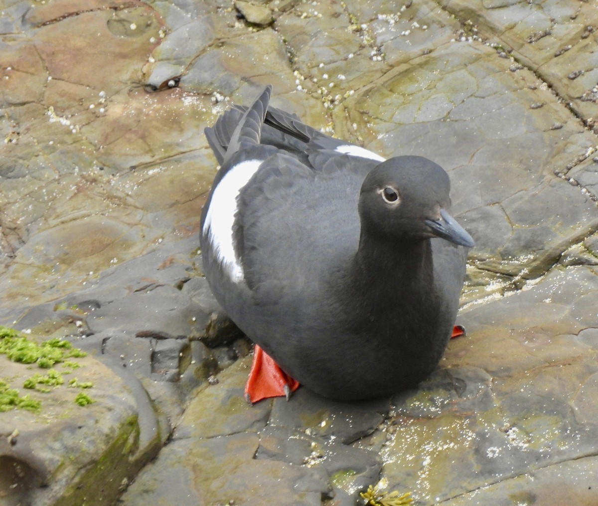 Pigeon Guillemot - ML620159630