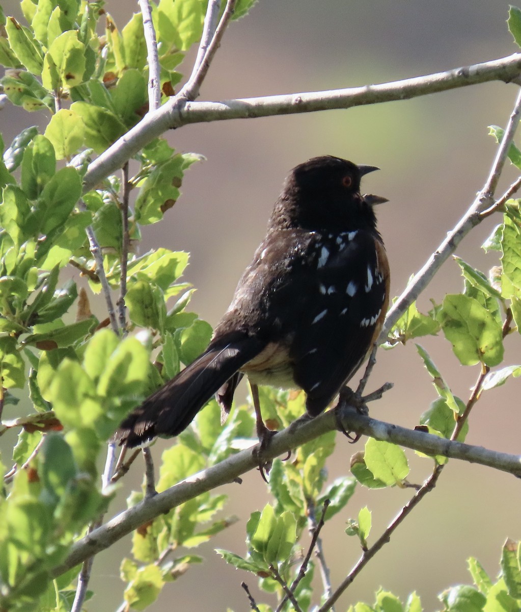 Spotted Towhee - ML620159633