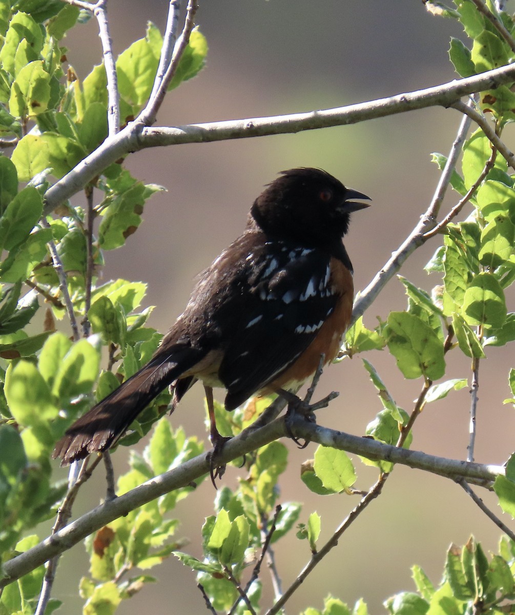 Spotted Towhee - ML620159634