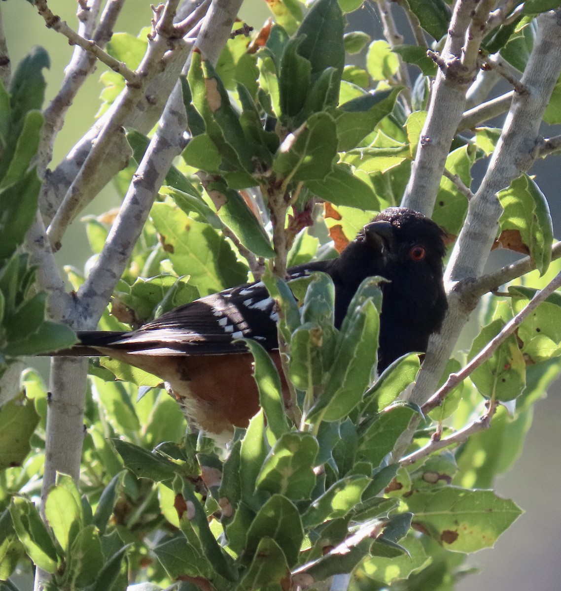 Spotted Towhee - ML620159635