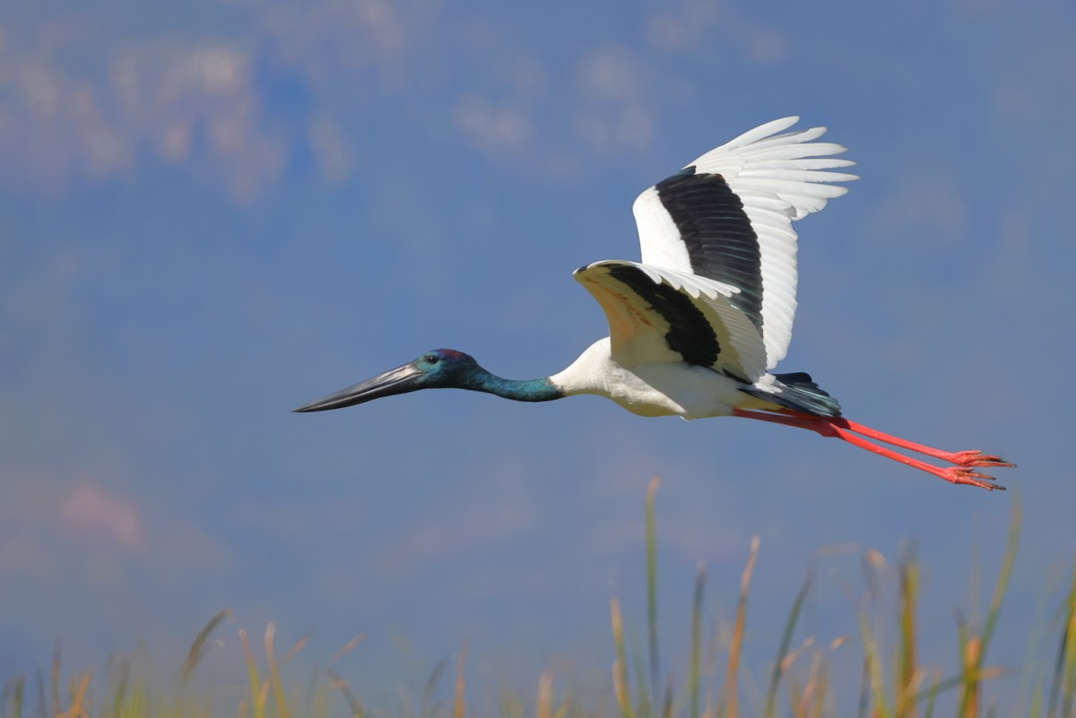 Black-necked Stork - ML620159647