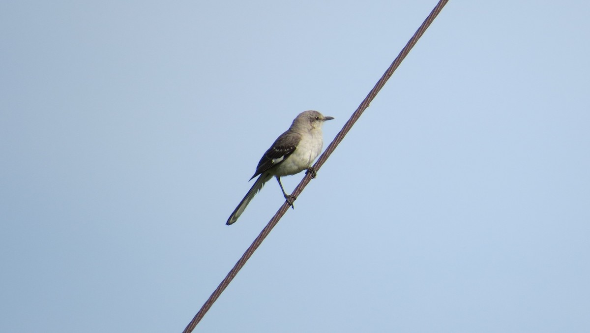 Northern Mockingbird - ML620159648