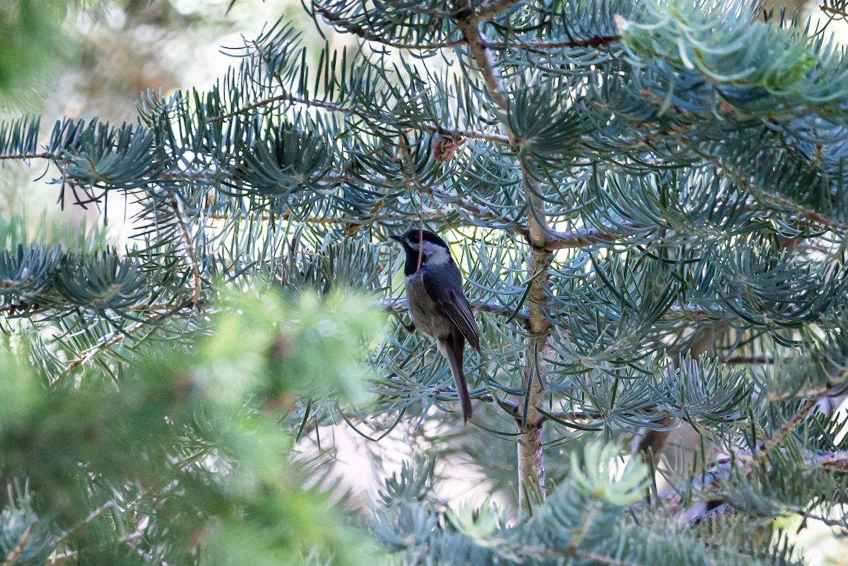 Mexican Chickadee - ML620159659