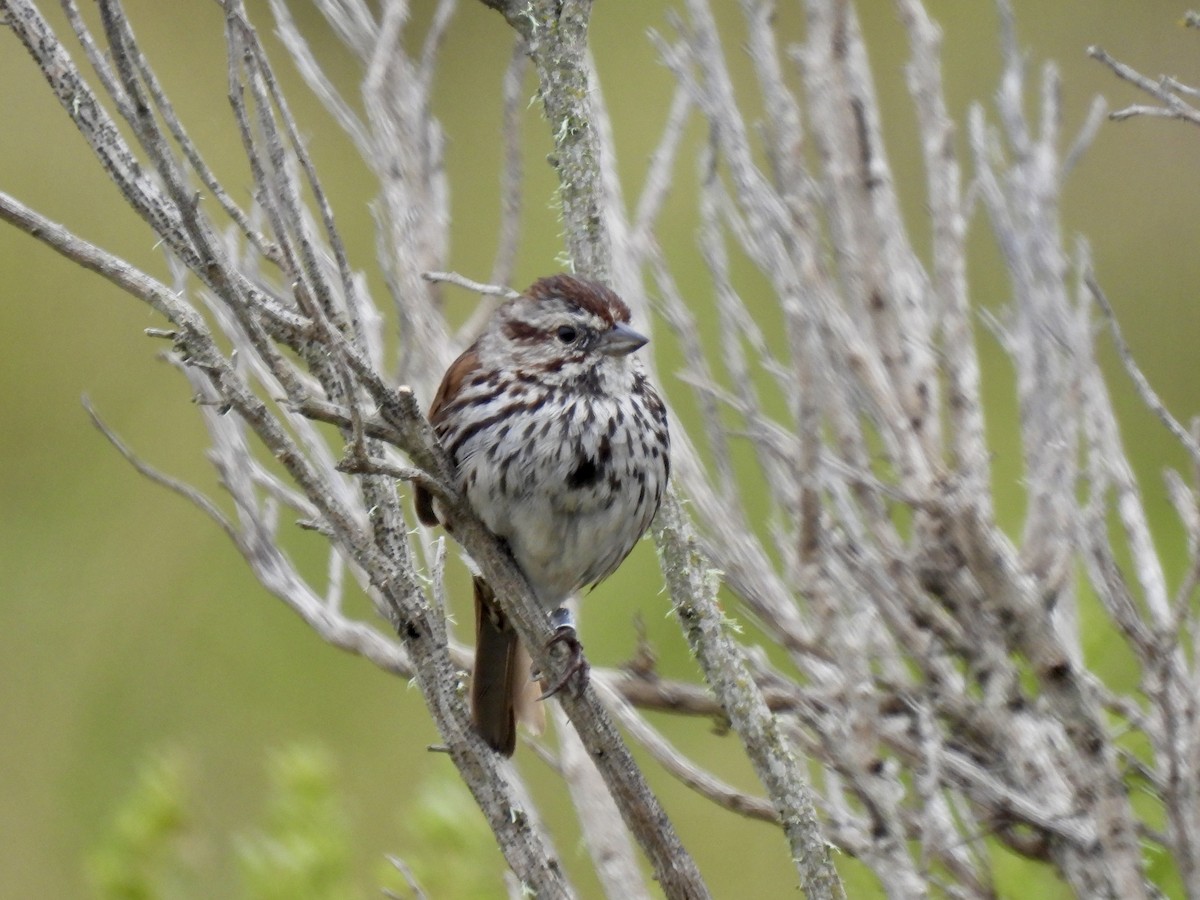 Song Sparrow - ML620159661