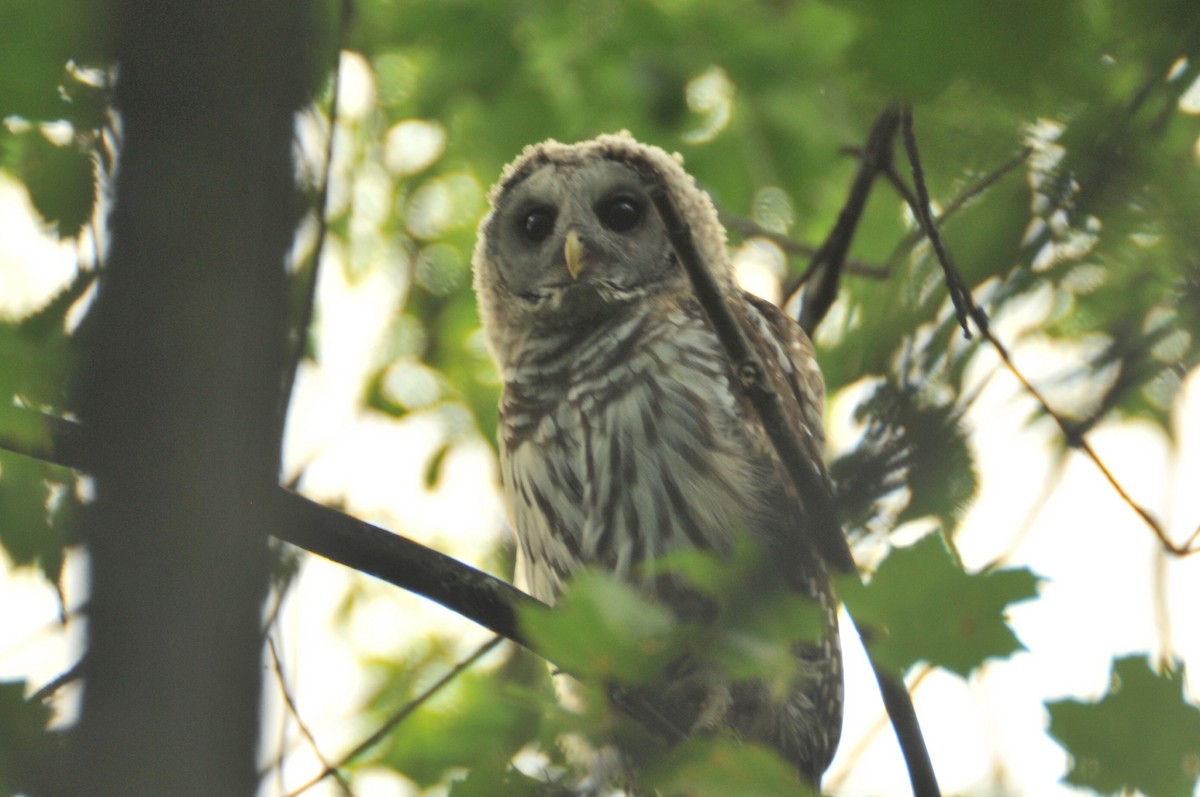 Barred Owl - ML620159662