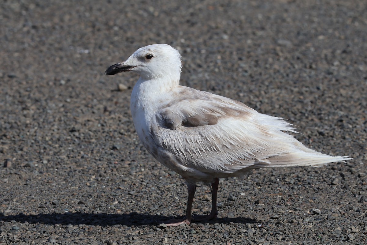 Glaucous-winged Gull - ML620159666