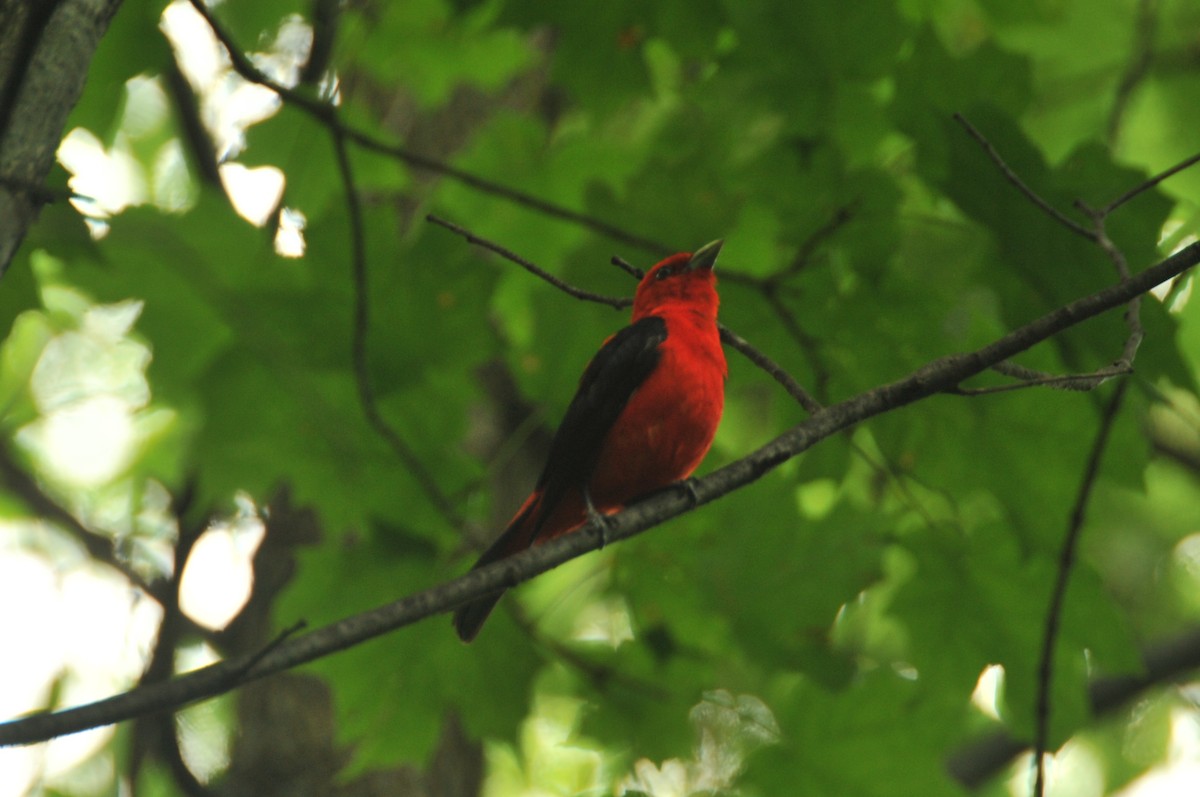 Scarlet Tanager - ML620159667