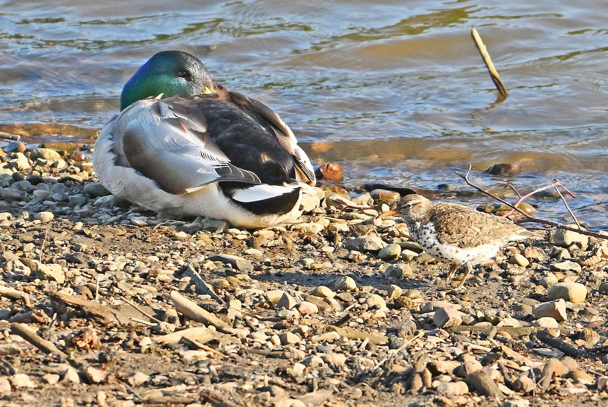 Spotted Sandpiper - ML620159668