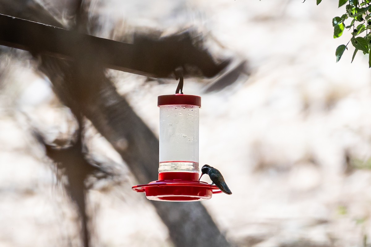 White-eared Hummingbird - ML620159675