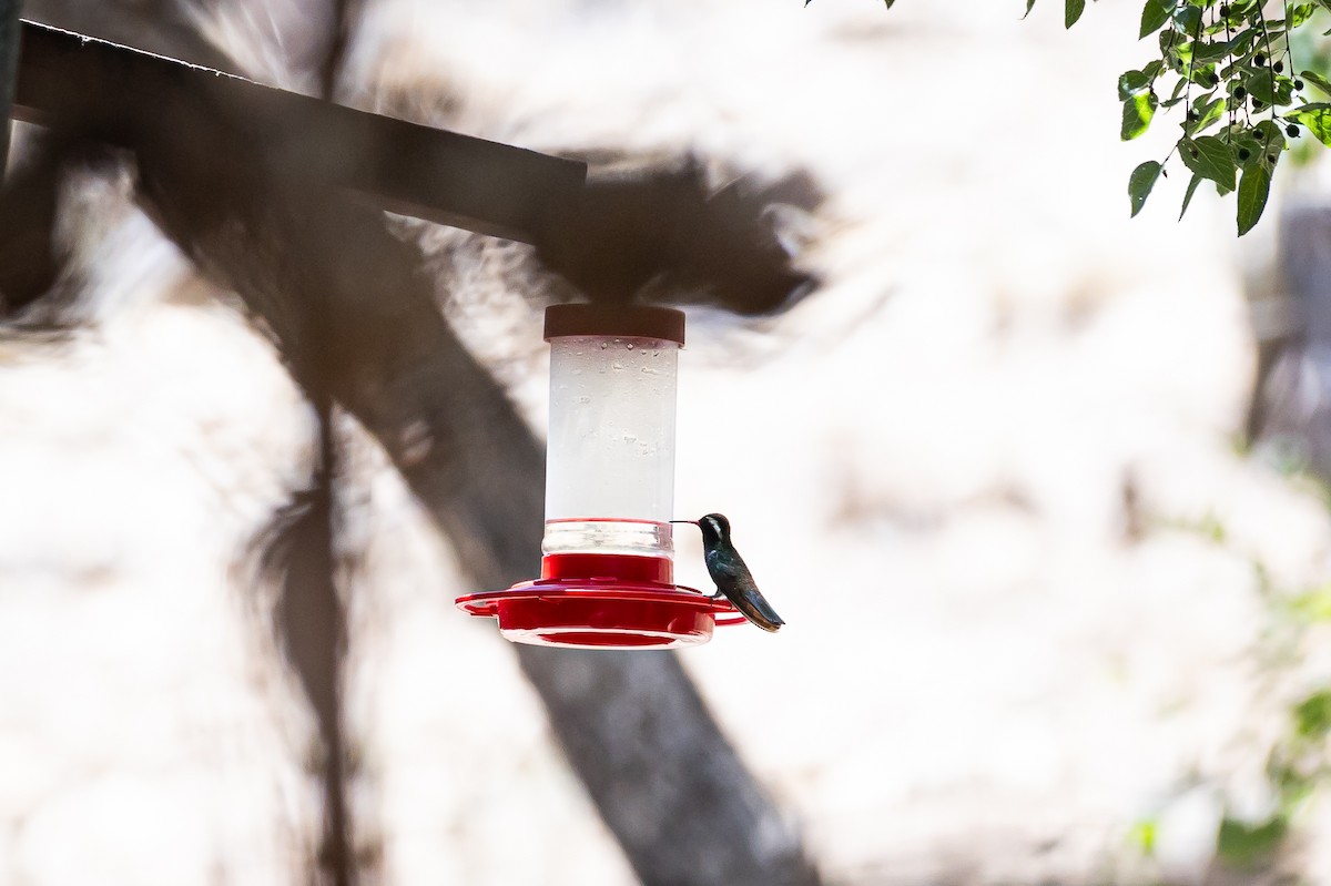 White-eared Hummingbird - ML620159676