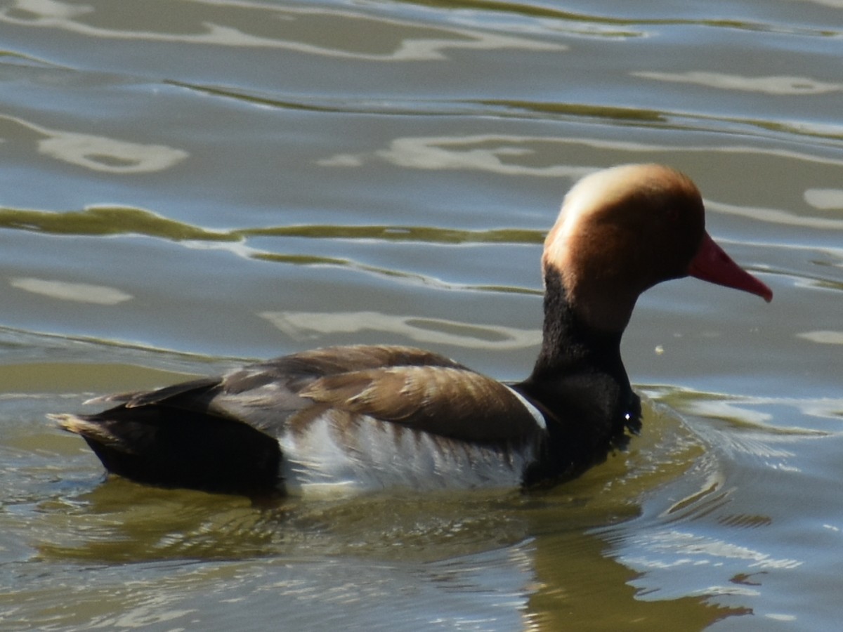 Red-crested Pochard - ML620159681