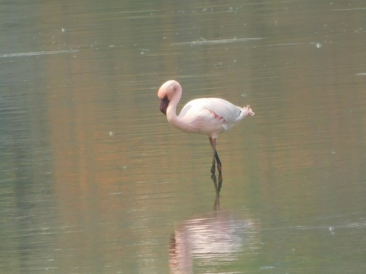 Lesser Flamingo - ML620159700