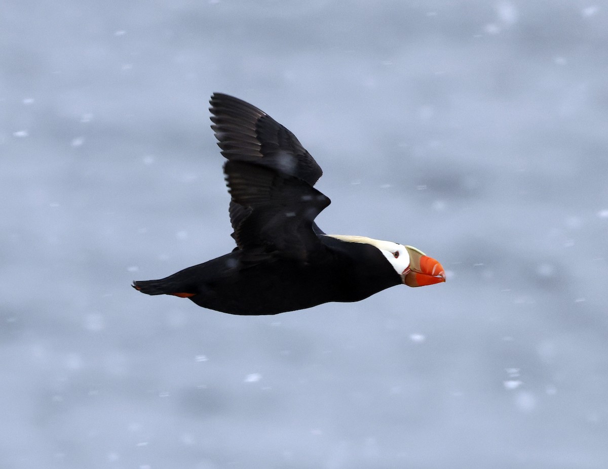 Tufted Puffin - ML620159702