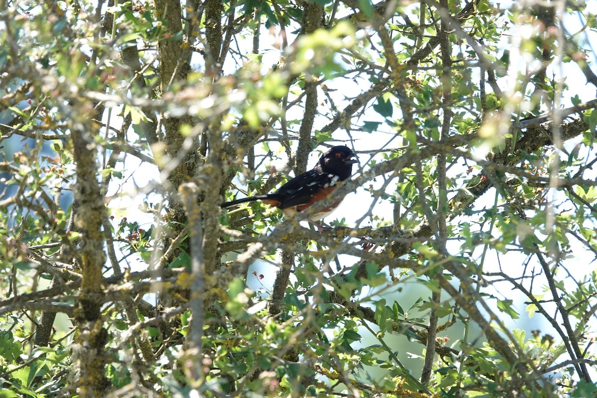 Spotted Towhee - ML620159703
