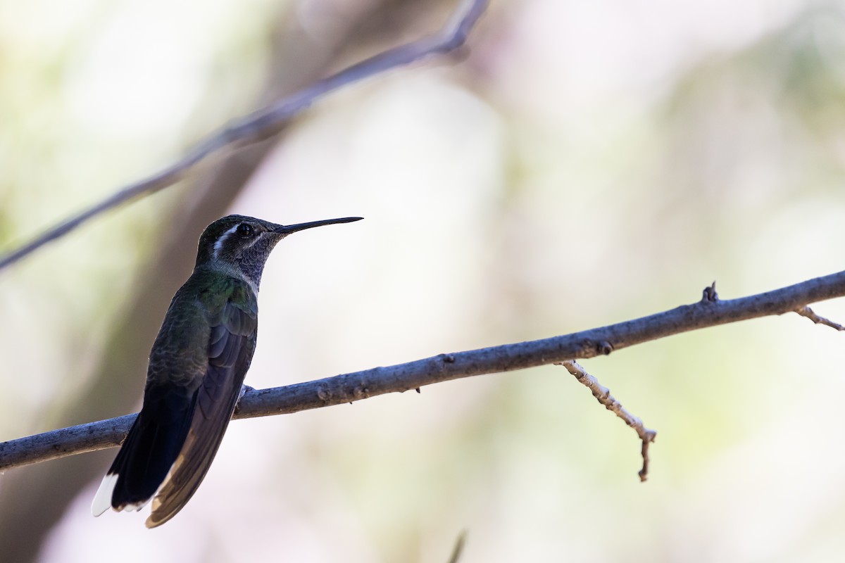 kolibřík blankytohrdlý - ML620159704