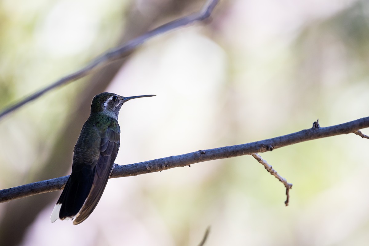 kolibřík blankytohrdlý - ML620159705