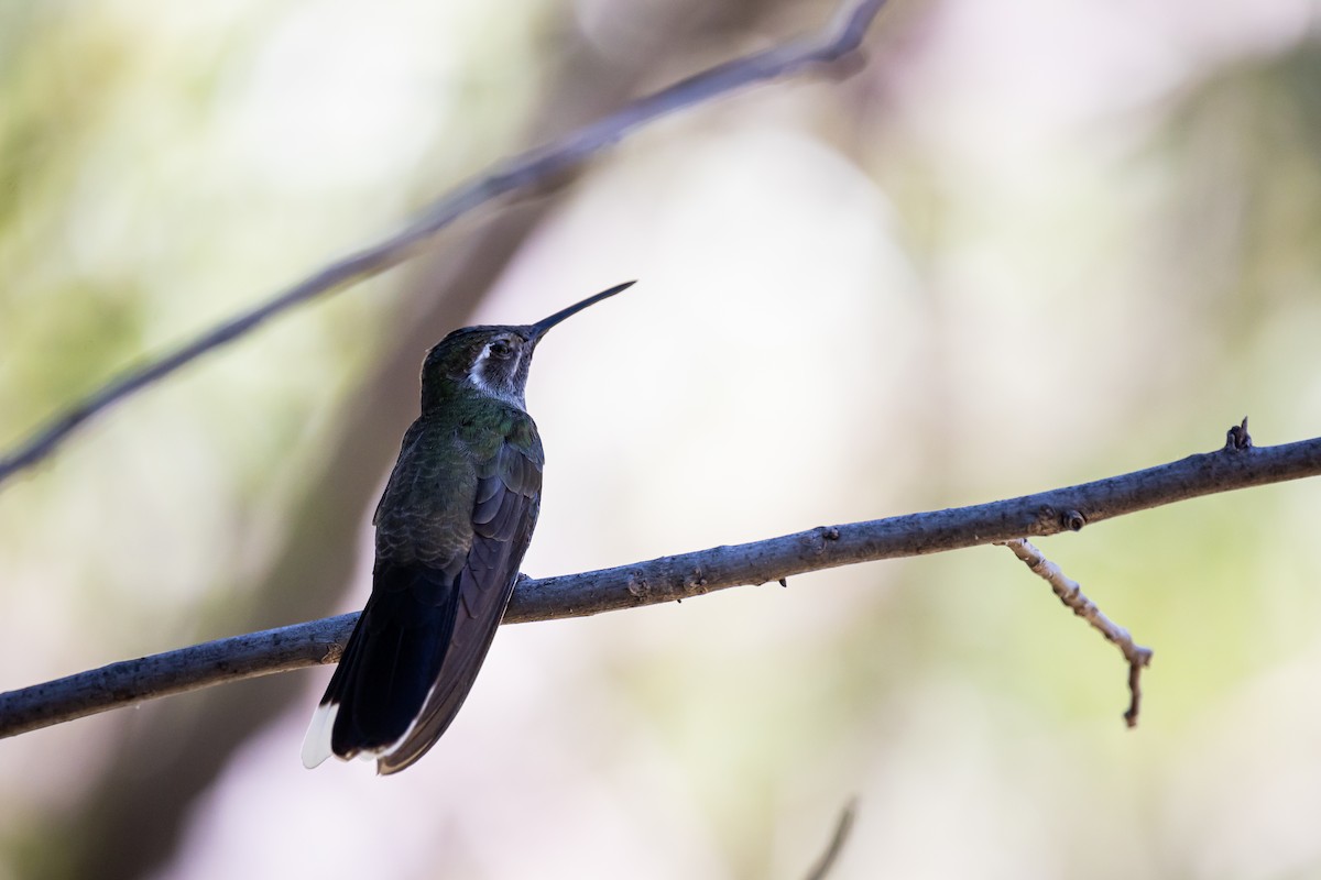 kolibřík blankytohrdlý - ML620159706