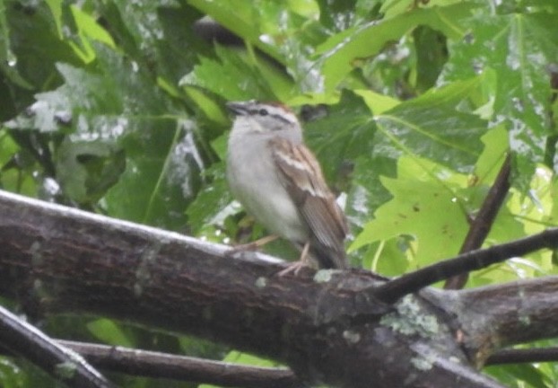 Chipping Sparrow - ML620159709