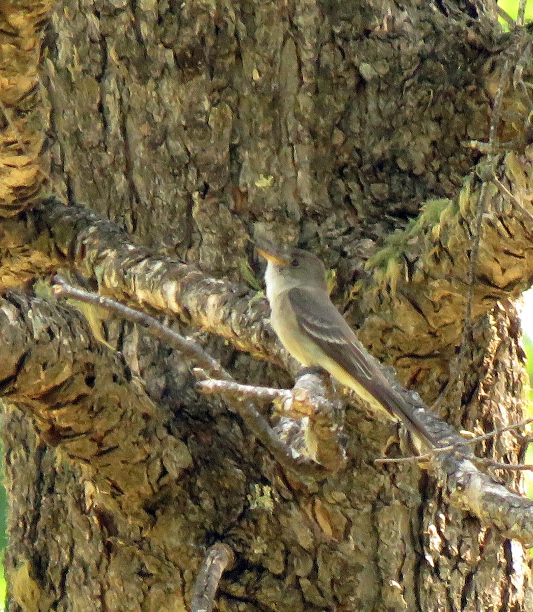 Western Flycatcher (Cordilleran) - ML620159710