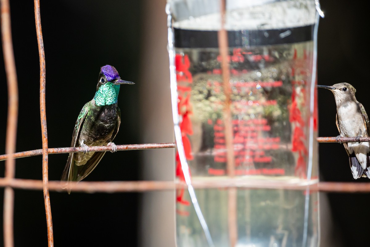 Rivoli's Hummingbird - ML620159714