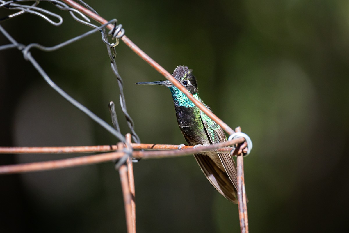 Violettkron-Brillantkolibri - ML620159715