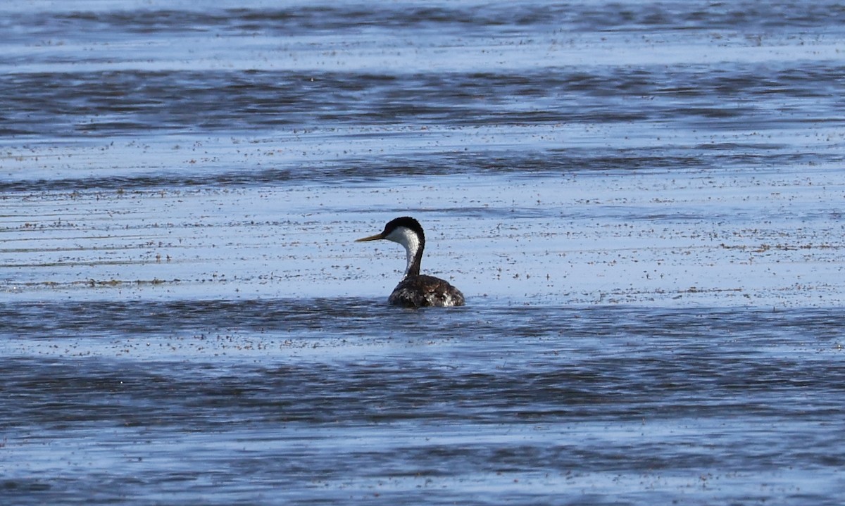 Western Grebe - ML620159718