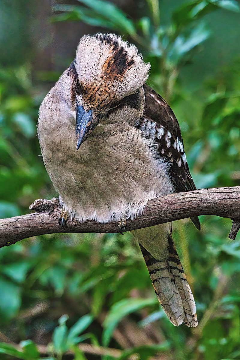 Laughing Kookaburra - ML620159721