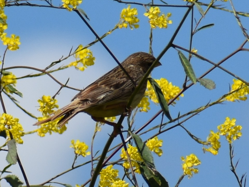 Corn Bunting - ML620159722