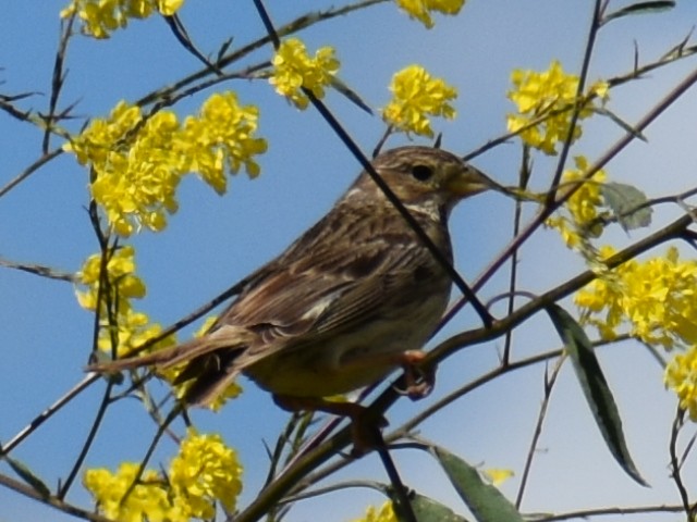 Corn Bunting - ML620159727