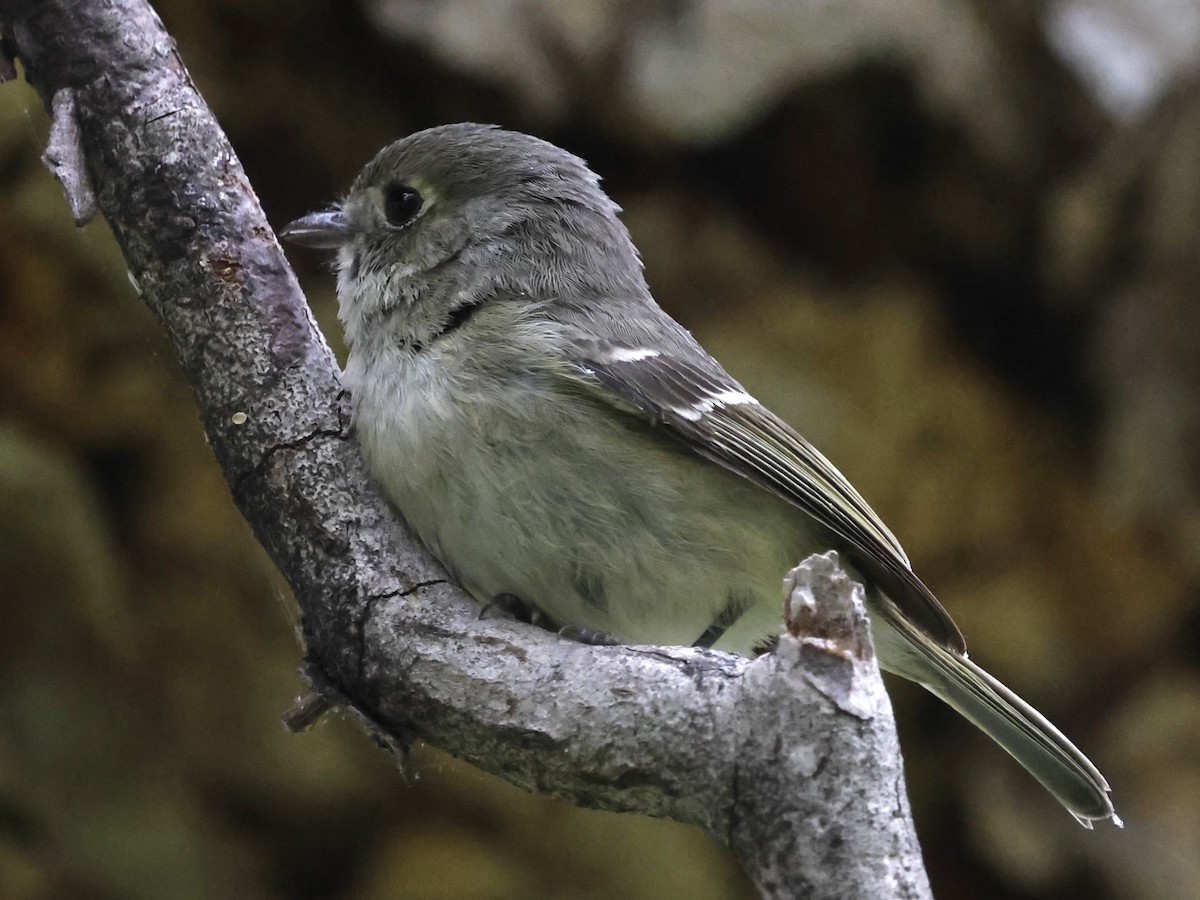 Huttonvireo - ML620159740