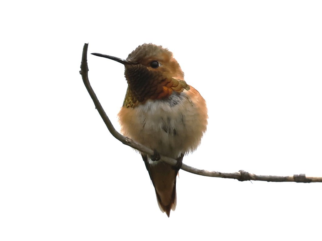 Allen's Hummingbird - ML620159749